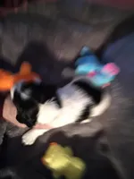 Yellow , a female English Springer Spaniel for sale in La Crosse, WI – Photo 2 of 2