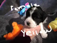 Yellow , a female English Springer Spaniel for sale in La Crosse, WI – Photo 1 of 2