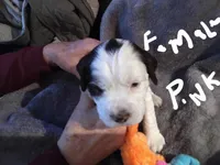 Pink collar, a female English Springer Spaniel for sale in La Crosse, WI – Photo 2 of 2