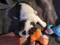 Pink collar, a female English Springer Spaniel for sale in La Crosse, WI – Photo 1 of 2