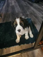 Beige collar He is ready for his forever home!, a male English Springer Spaniel for sale in La Crosse, WI – Photo 3 of 3
