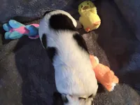 Beige collar , a male English Springer Spaniel for sale in La Crosse, WI – Photo 2 of 2