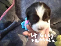 It Grey collar, a female English Springer Spaniel for sale in La Crosse, WI – Photo 2 of 2