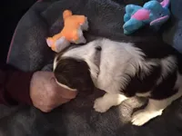 It Grey collar, a female English Springer Spaniel for sale in La Crosse, WI – Photo 1 of 2