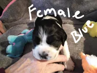 Blue collar, a female English Springer Spaniel for sale in La Crosse, WI – Photo 1 of 2