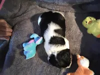 Blue collar, a female English Springer Spaniel for sale in La Crosse, WI – Photo 2 of 2