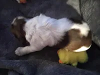 Male, a male English Springer Spaniel for sale in La Crosse, WI – Photo 1 of 2