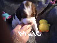 Male, a male English Springer Spaniel for sale in La Crosse, WI – Photo 2 of 2