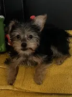 Milo Bean, a male Yorkshire Terrier for sale in Riverview, FL – 2 of 5