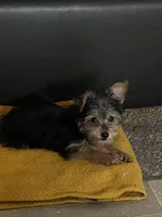 Milo Bean, a male Yorkshire Terrier for sale in Riverview, FL – 3 of 5