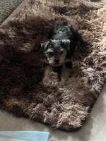 Milo Bean, a male Yorkshire Terrier for sale in Riverview, FL – 5 of 5
