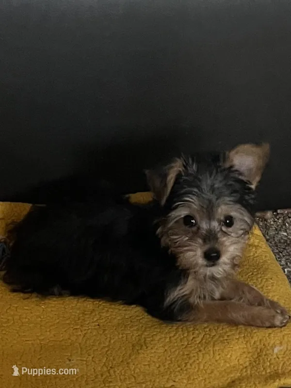 Milo Bean – Yorkshire Terrier puppy for sale in Riverview, FL
