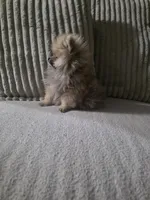 Cookie , a male Pomeranian for sale in Thornton, CO – 7 of 9