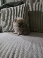 Cookie , a male Pomeranian for sale in Thornton, CO – 9 of 9