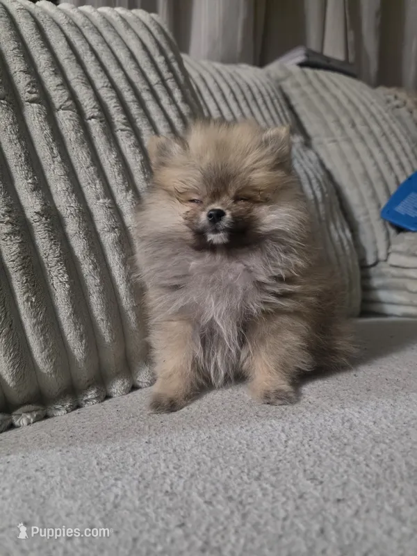 Cookie – Pomeranian puppy for sale in Thornton, CO