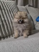 Cookie , a male Pomeranian for sale in Thornton, CO – 2 of 9