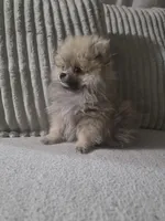 Cookie , a male Pomeranian for sale in Thornton, CO – 4 of 9