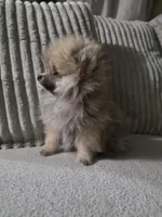 Cookie , a male Pomeranian for sale in Thornton, CO – 8 of 9