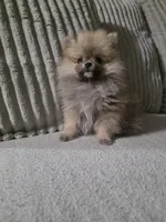 Cookie , a male Pomeranian for sale in Thornton, CO – 6 of 9