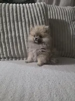 Cookie , a male Pomeranian for sale in Thornton, CO – 3 of 9