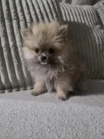 Cookie , a male Pomeranian for sale in Thornton, CO – 5 of 9