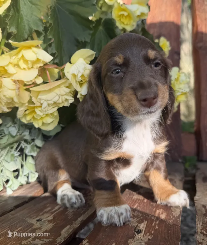 Anna – Doxiepoo puppy for sale in Fort Plain, NY