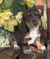 Anna, a female Doxiepoo for sale in Fort Plain, NY – 1 of 1