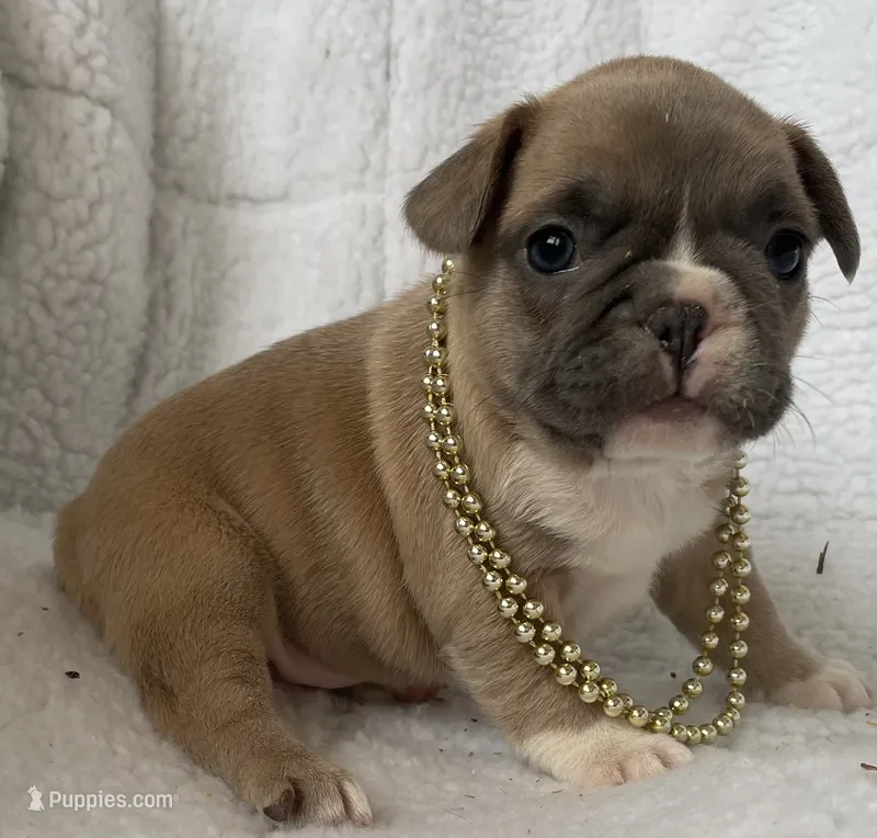 Ivy – French Bulldog puppy for sale in Fort Plain, NY