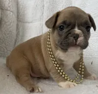 Ivy, a female French Bulldog for sale in Fort Plain, NY – 1 of 1