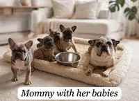 Captain , a male French Bulldog for sale in Fort Plain, NY – 2 of 3