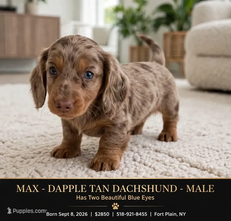 Max – Dachshund puppy for sale in Fort Plain, NY