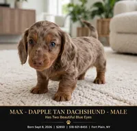 Max, a male Dachshund for sale in Fort Plain, NY – 1 of 3