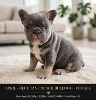 April , a female French Bulldog for sale in Fort Plain, NY – 1 of 3