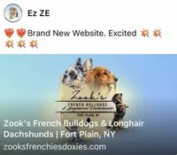 Susie, a female French Bulldog for sale in Fort Plain, NY – Photo 4 of 4