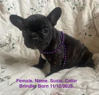 Susie, a female French Bulldog for sale in Fort Plain, NY – Photo 1 of 4