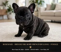 Rosemary, a female French Bulldog for sale in Fort Plain, NY – 1 of 3