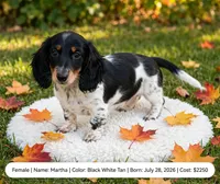Martha , a female Doxiepoo for sale in Fort Plain, NY – 1 of 3