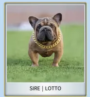 Wanda, a female French Bulldog for sale in Fort Plain, NY – Photo 3 of 3