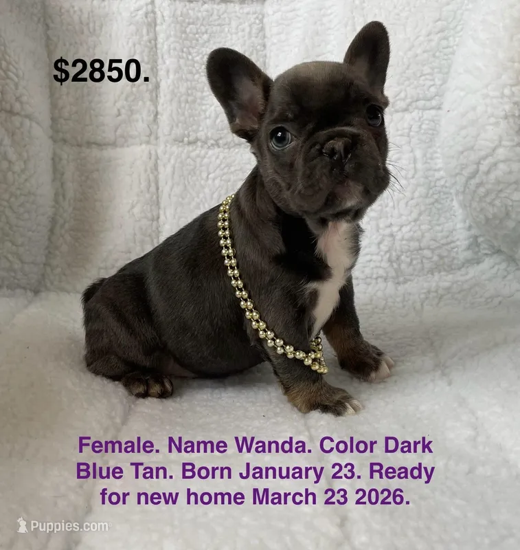 Wanda – French Bulldog puppy for sale in Fort Plain, NY