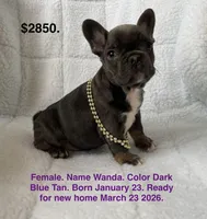 Wanda, a female French Bulldog for sale in Fort Plain, NY – Photo 1 of 3