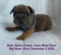 Chase, a male French Bulldog for sale in Fort Plain, NY – Photo 1 of 4