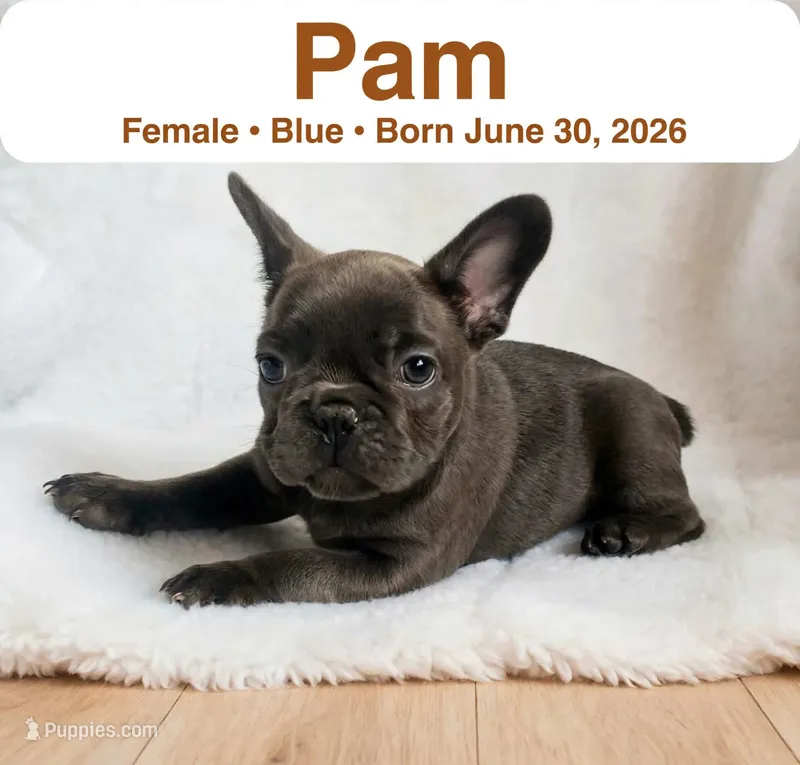 Pam – French Bulldog puppy for sale in Fort Plain, NY