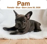 Pam, a female French Bulldog for sale in Fort Plain, NY – 1 of 3