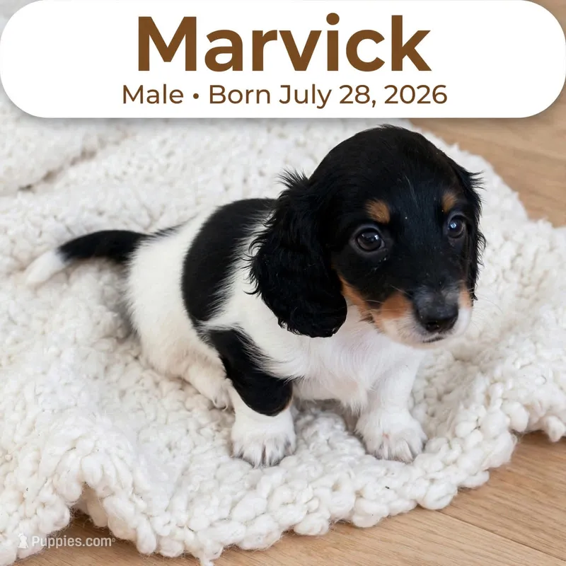 Marvick  – Doxiepoo puppy for sale in Fort Plain, NY