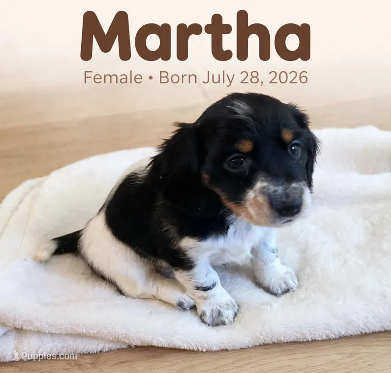 Martha  – Doxiepoo puppy for sale in Fort Plain, NY