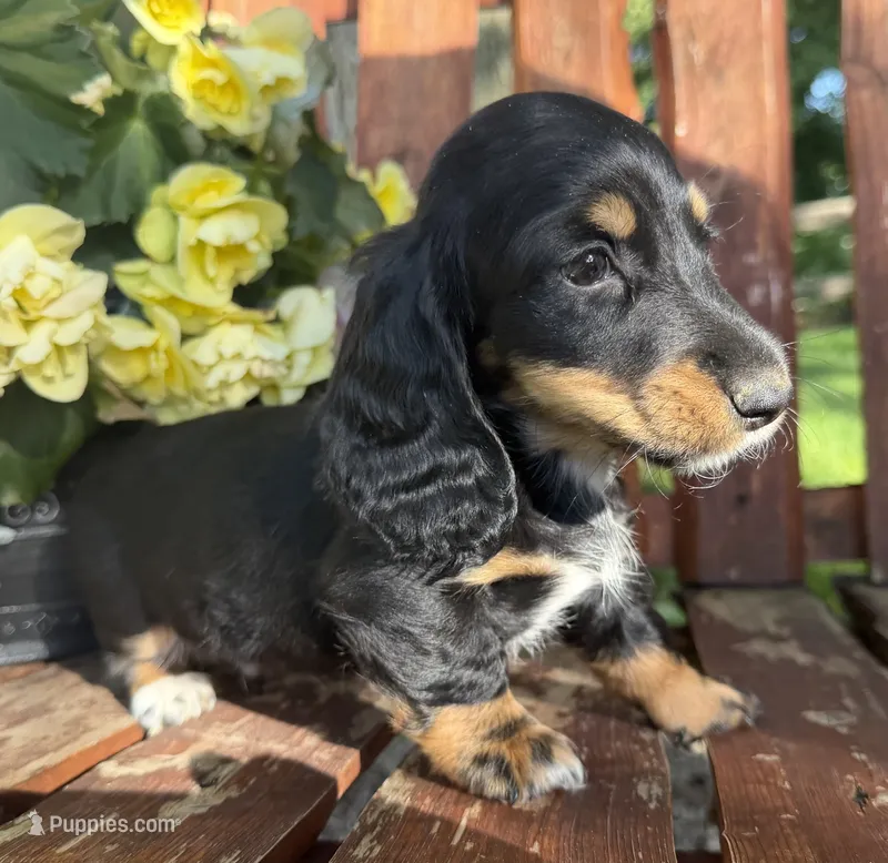 Rover  – Doxiepoo puppy for sale in Fort Plain, NY