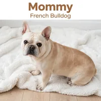 Shanna, a female French Bulldog for sale in Fort Plain, NY – 2 of 3