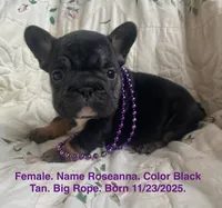 Roseanna, a female French Bulldog for sale in Fort Plain, NY – Photo 1 of 4