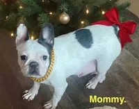 Roseanna, a female French Bulldog for sale in Fort Plain, NY – Photo 2 of 4