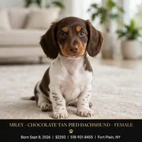 Miley , a female Dachshund for sale in Fort Plain, NY – 1 of 3